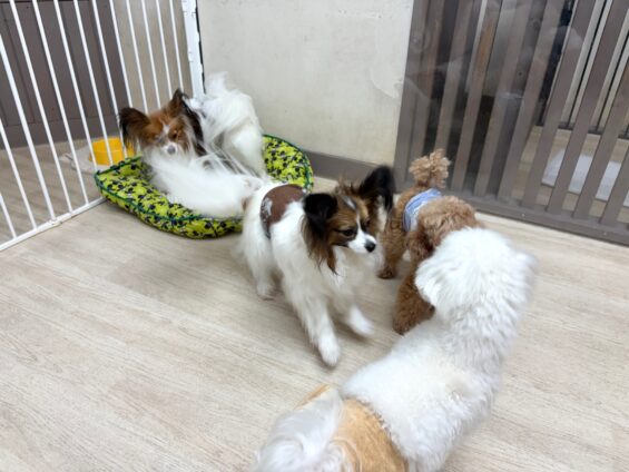ヌーノクラブ 犬のペットホテル 東京 中野区 フリースペースでのびのび お預かり中 パピヨンのシリウス、アルデバラン