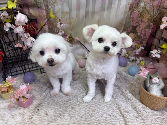 ペットサロン、ヌーノクラブ、可愛くリーズナブルにトリミング　ペットサロン、ヌーノクラブ、可愛くリーズナブルにトリミング　マルチーズのあずま、けんた８_640