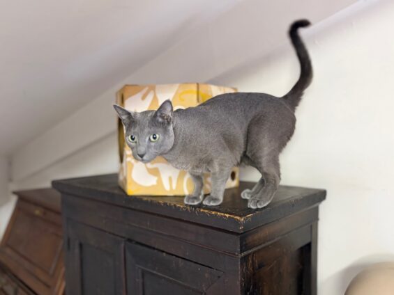 ヌーノクラブ　猫専用ペットホテル　都内　中野区　フリースペースでのびのび　お預り中の猫ちゃん　ロシアンブルーのレオ