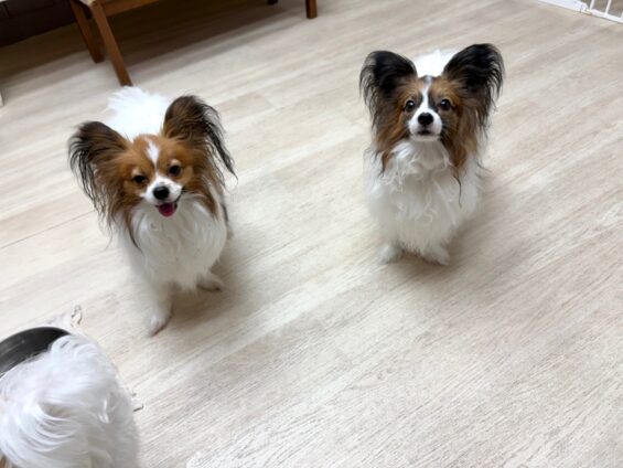 ヌーノクラブ 犬のペットホテル 東京 中野区 フリースペースでのびのび お預かり中 パピヨンのシリウス、アルデバラン