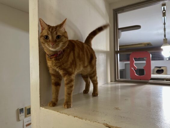 ヌーノクラブ 猫専用ペットホテル 都内 中野区 フリースペースでのびのび お預り中の猫ちゃん アメリカンショートヘアのカメ