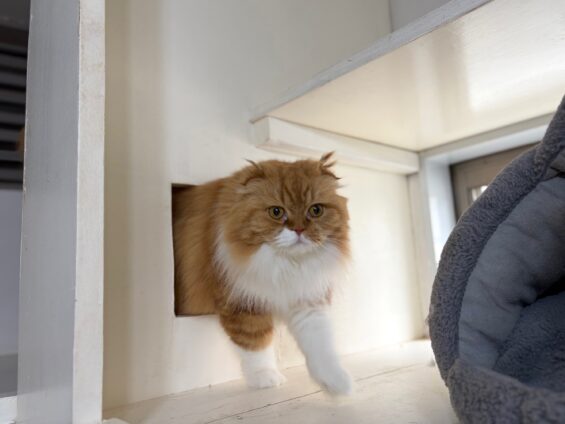 ヌーノクラブ　猫専用ペットホテル　都内　中野区　フリースペースでのびのび　お預り中の猫ちゃん　スコティッシュフォールドのモカ