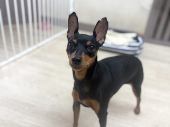 ヌーノクラブ 犬のペットホテル 東京 中野区 フリースペースでのびのび お預かり中 ミニチュアピンシャーのバンビ