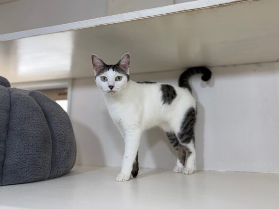 ヌーノクラブ　猫専用ペットホテル　都内　中野区　フリースペースでのびのび　お預り中の猫ちゃん　ミックスのもん