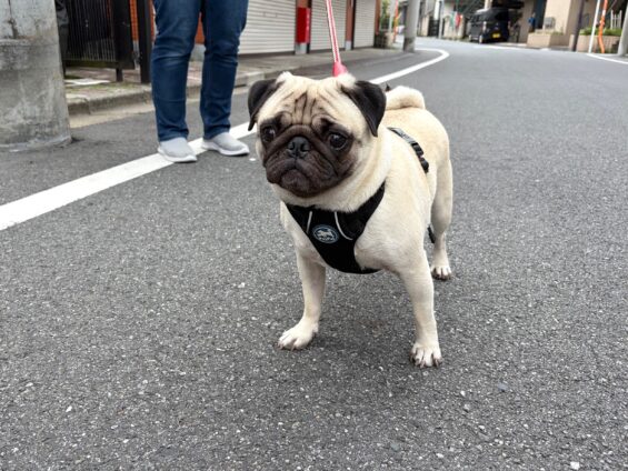 ヌーノクラブ　犬のペットホテル　東京　中野区　フリースペースでのびのび　お預かり中　パグのぼっちゃん
