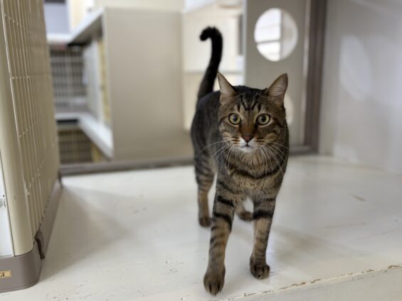 ヌーノクラブ 猫専用ペットホテル 都内 中野区 フリースペースでのびのび お預り中の猫ちゃん ミックスのみーた