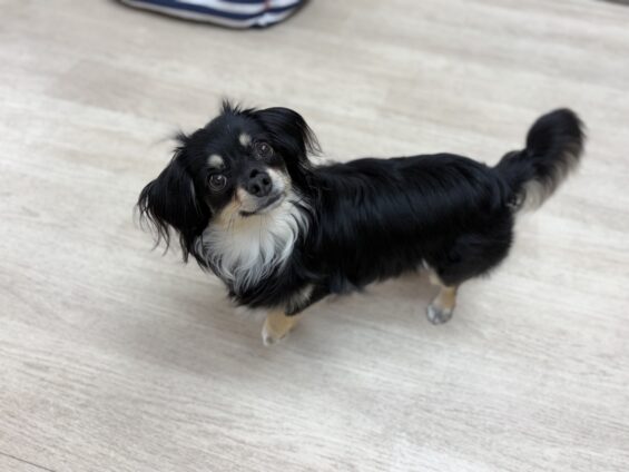 ヌーノクラブ 犬のペットホテル 東京 中野区 フリースペースでのびのび お預かり中 チワックスのリリー