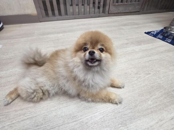ヌーノクラブ　犬のペットホテル　東京　中野区　フリースペースでのびのび　お預かり中　ポメラニアンの月