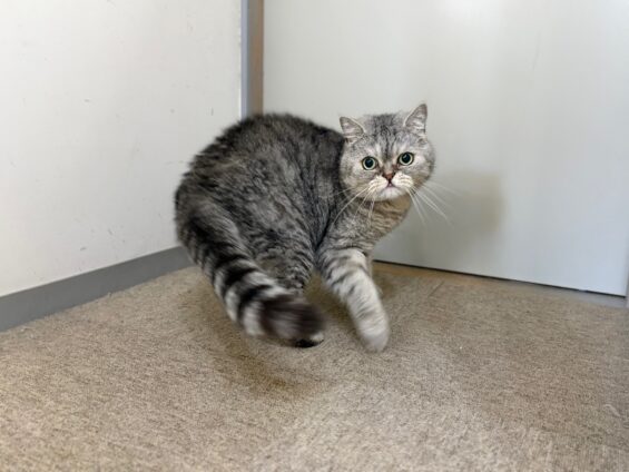 ヌーノクラブ 猫専用ペットホテル 都内 中野区 フリースペースでのびのび お預り中の猫ちゃん エキゾチックショートヘアの銀次