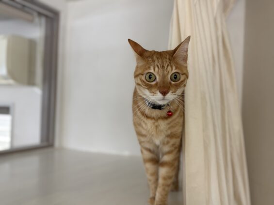 ヌーノクラブ 猫専用ペットホテル 都内 中野区 フリースペースでのびのび お預り中の猫ちゃん ミックスのトム