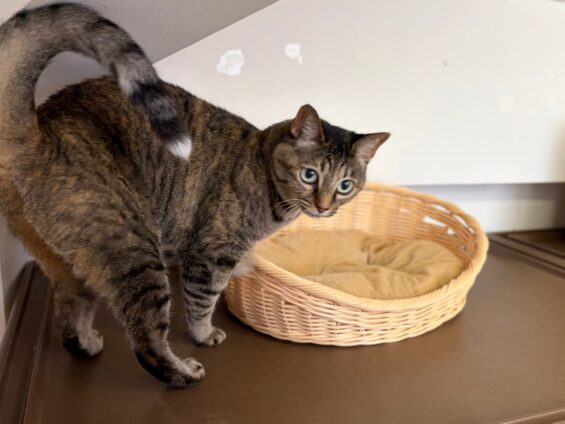 ヌーノクラブ 猫専用ペットホテル 都内 中野区 フリースペースでのびのび お預り中の猫ちゃん ミックスのココ