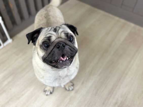 ヌーノクラブ 犬のペットホテル 東京 中野区 フリースペースでのびのび お預かり中 パグのこてつ
