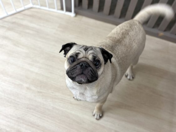 ヌーノクラブ 犬のペットホテル 東京 中野区 フリースペースでのびのび お預かり中 パグのこてつ
