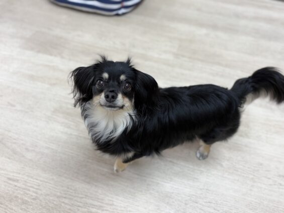 ヌーノクラブ 犬のペットホテル 東京 中野区 フリースペースでのびのび お預かり中 チワックスのリリー