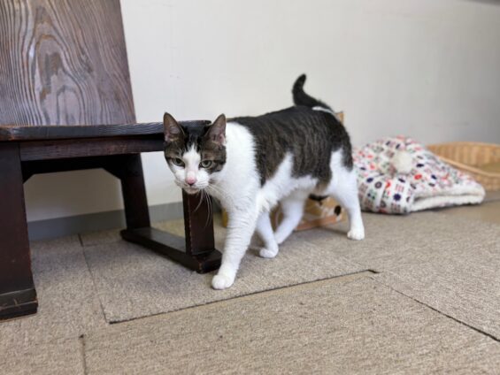 ヌーノクラブ　猫専用ペットホテル　都内　中野区　フリースペースでのびのび　お預り中の猫ちゃん　日本猫のナッツ