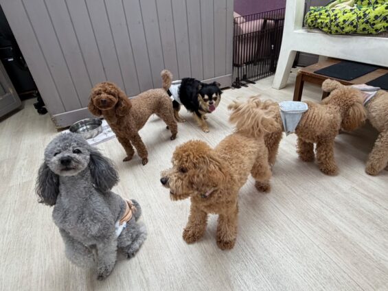 ヌーノクラブ　犬のペットホテル　東京　中野区　フリースペースでのびのび　お預かり中　チワワのふうたろう、ぽんたろう