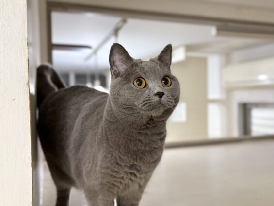 ヌーノクラブ 猫専用ペットホテル 都内 中野区 フリースペースでのびのび お預り中の猫ちゃん シャルトリューのあを