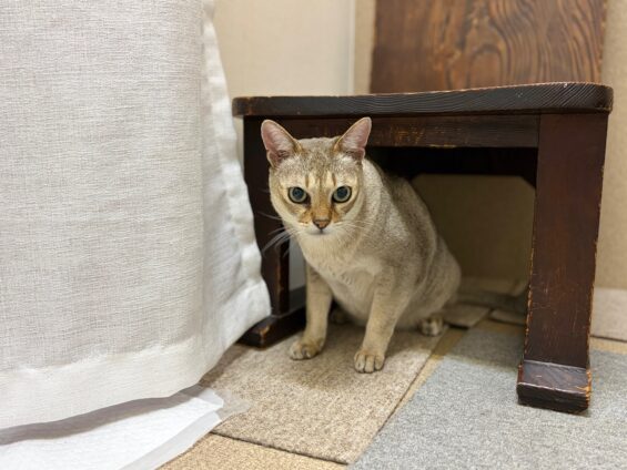 ヌーノクラブ　猫専用ペットホテル　都内　中野区　フリースペースでのびのび　お預り中の猫ちゃん　シンガプーラの太郎