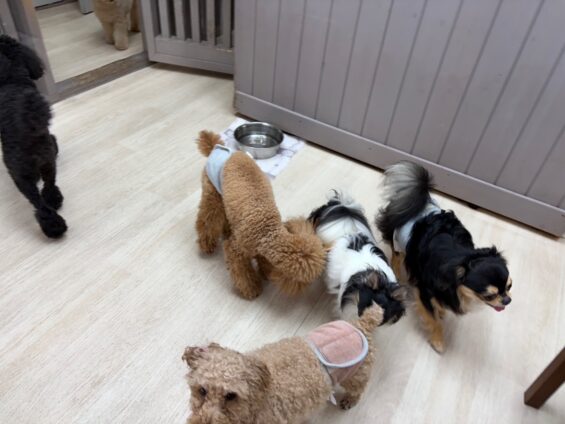 ヌーノクラブ　犬のペットホテル　東京　中野区　フリースペースでのびのび　お預かり中　チワワのふうたろう、ぽんたろう