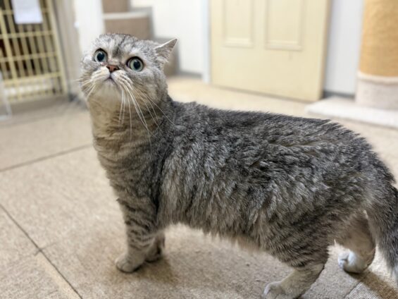 ヌーノクラブ 猫専用ペットホテル 都内 中野区 フリースペースでのびのび お預り中の猫ちゃん エキゾチックショートヘアの銀次