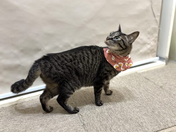 ヌーノクラブ 猫専用ペットホテル 都内 中野区 フリースペースでのびのび お預り中の猫ちゃん ミックスのララ