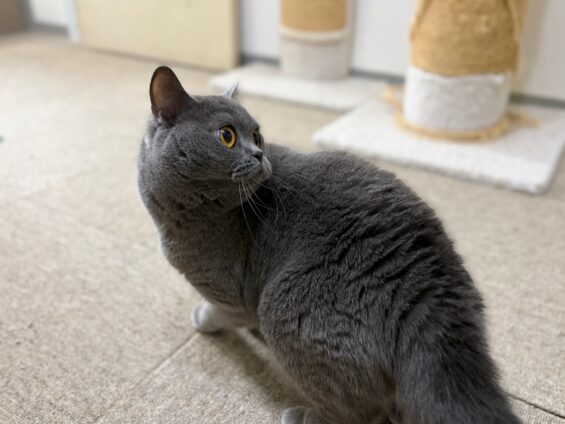 ヌーノクラブ　猫専用ペットホテル　都内　中野区　フリースペースでのびのび　お預り中の猫ちゃん　ブリティッシュショートヘアのココナッツ