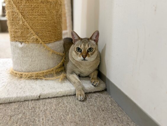 ヌーノクラブ　猫専用ペットホテル　都内　中野区　フリースペースでのびのび　お預り中の猫ちゃん　シンガプーラの太郎