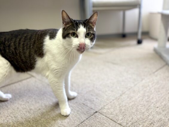 ヌーノクラブ　猫専用ペットホテル　都内　中野区　フリースペースでのびのび　お預り中の猫ちゃん　日本猫のナッツ