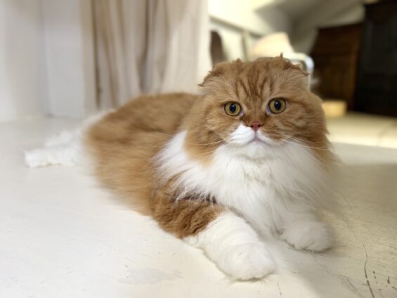ヌーノクラブ 猫専用ペットホテル 都内 中野区 フリースペースでのびのび お預り中の猫ちゃん スコティッシュフォールドのモカ