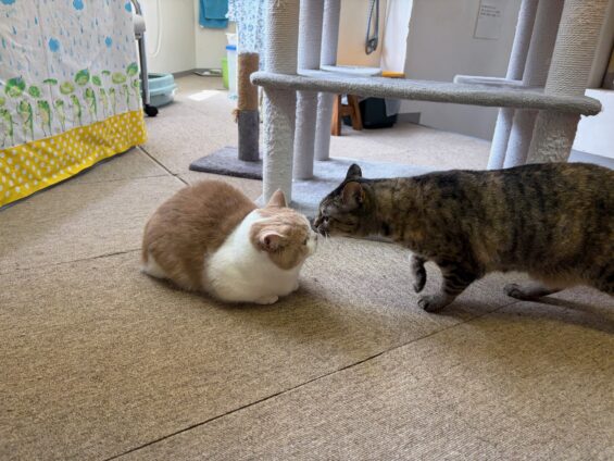 ヌーノクラブ 猫専用ペットホテル 都内 中野区 フリースペースでのびのび お預り中の猫ちゃん ミックスのココ