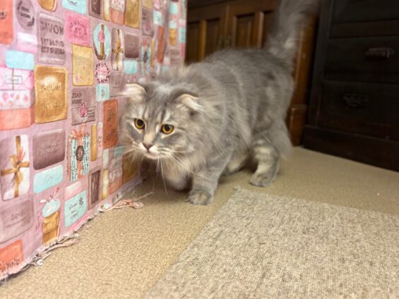 ヌーノクラブ 猫専用ペットホテル 都内 中野区 フリースペースでのびのび お預り中の猫ちゃん スコティッシュフォールドのルル
