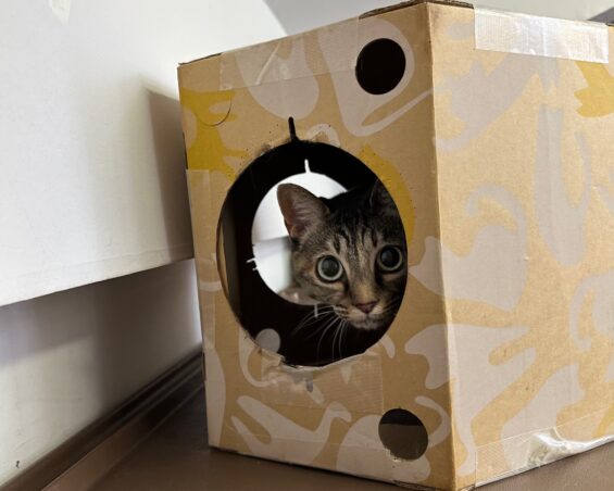 ヌーノクラブ 猫専用ペットホテル 都内 中野区 フリースペースでのびのび お預り中の猫ちゃん ミックスのココ