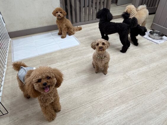 ヌーノクラブ　犬のペットホテル　東京　中野区　フリースペースでのびのび　お預かり中　トイプードルのマロン