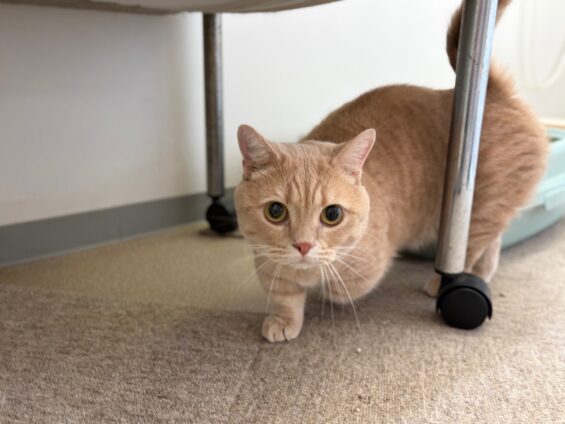ヌーノクラブ 猫専用ペットホテル 都内 中野区 フリースペースでのびのび お預り中の猫ちゃん マンチカンの専務