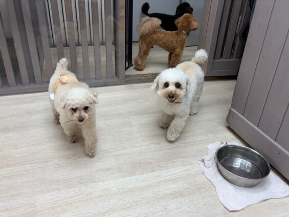 ヌーノクラブ 犬のペットホテル 東京 中野区 フリースペースでのびのび お預かり中 トイプードルのコロン、バンビ