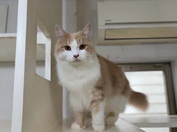 ヌーノクラブ 猫専用ペットホテル 都内 中野区 フリースペースでのびのび お預り中の猫ちゃん ラガマフィンのマロン