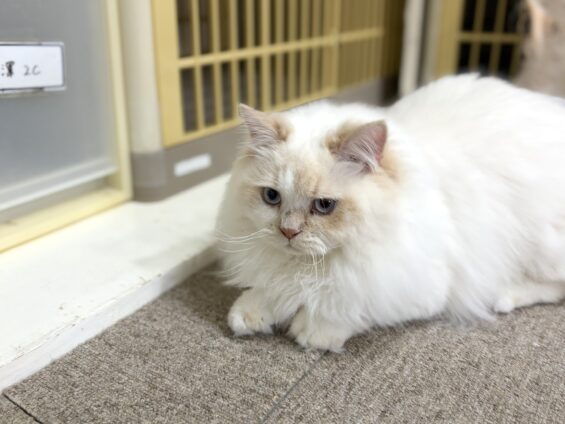 ヌーノクラブ 猫専用ペットホテル 都内 中野区 フリースペースでのびのび お預り中の猫ちゃん ミヌエットのルイ