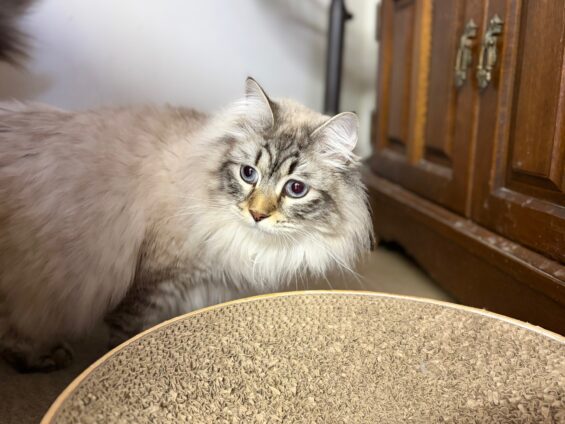 ヌーノクラブ 猫専用ペットホテル 都内 中野区 フリースペースでのびのび お預り中の猫ちゃん サイベリアンのレオ