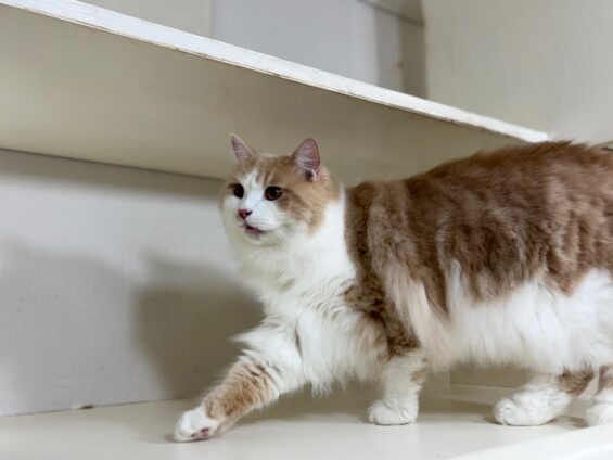 ヌーノクラブ 猫専用ペットホテル 都内 中野区 フリースペースでのびのび お預り中の猫ちゃん ラガマフィンのマロン