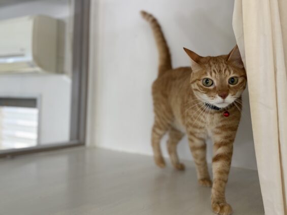 ヌーノクラブ 猫専用ペットホテル 都内 中野区 フリースペースでのびのび お預り中の猫ちゃん ミックスのトム