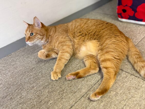 ヌーノクラブ　猫専用ペットホテル　都内　中野区　フリースペースでのびのび　お預り中の猫ちゃん　ミックスのピノ