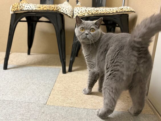 ヌーノクラブ　猫専用ペットホテル　都内　中野区　フリースペースでのびのび　お預り中の猫ちゃん　ブリティッシュショートヘアのプリン