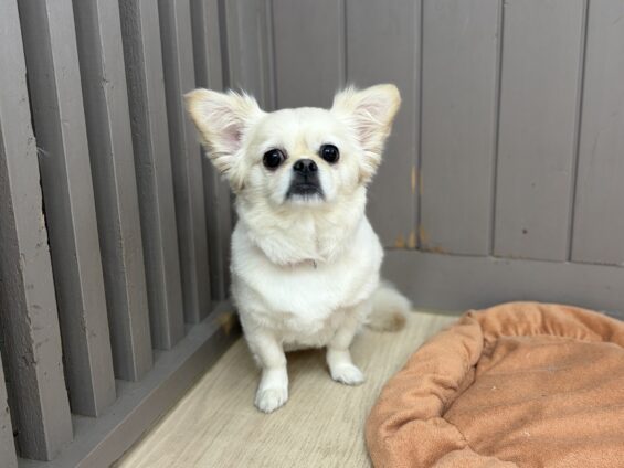ヌーノクラブ　犬のペットホテル　東京　中野区　フリースペースでのびのび　お預かり中　ペキチワのちくわぶ