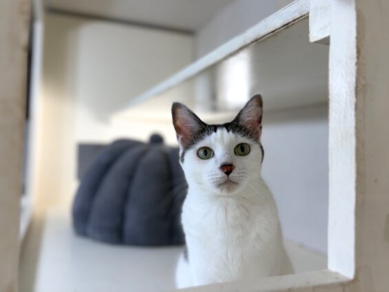 ヌーノクラブ　猫専用ペットホテル　都内　中野区　フリースペースでのびのび　お預り中の猫ちゃん　ミックスのもん