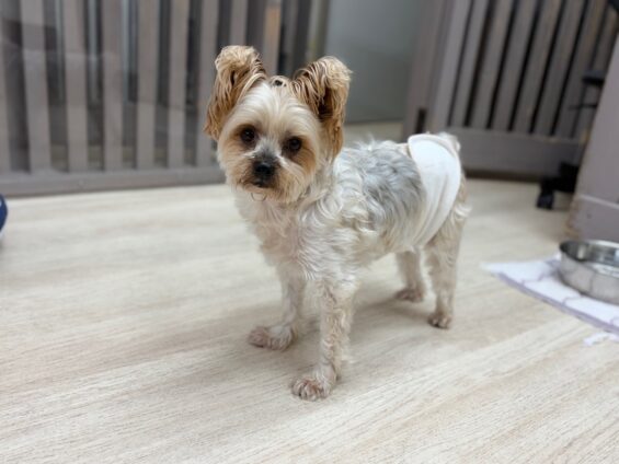 ヌーノクラブ　犬のペットホテル　東京　中野区　フリースペースでのびのび　お預かり中　ヨーキーの豆太