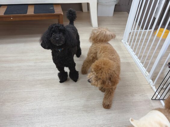 ヌーノクラブ　犬のペットホテル　東京　中野区　フリースペースでのびのび　お預かり中　トイプードルのさくら