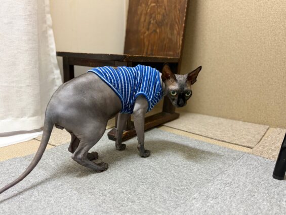 ヌーノクラブ　猫専用ペットホテル　都内　中野区　フリースペースでのびのび　お預り中の猫ちゃん　スフィンクスのジロー