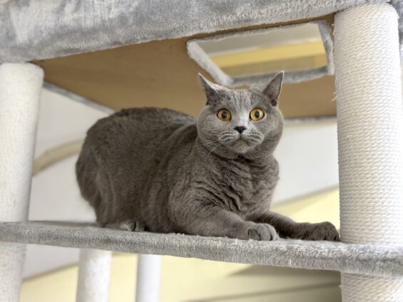 ヌーノクラブ 猫専用ペットホテル 都内 中野区 フリースペースでのびのび お預り中の猫ちゃん シャルトリューのあを