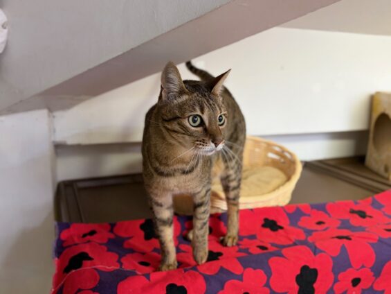 ヌーノクラブ　猫専用ペットホテル　都内　中野区　フリースペースでのびのび　お預り中の猫ちゃん　ベンガルのモン