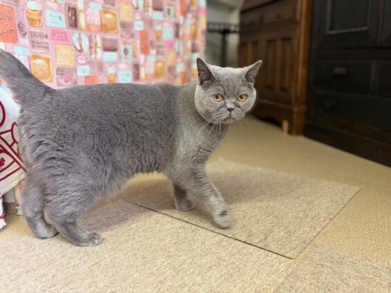 ヌーノクラブ　猫専用ペットホテル　都内　中野区　フリースペースでのびのび　お預り中の猫ちゃん　ブリティッシュショートヘアのプリン